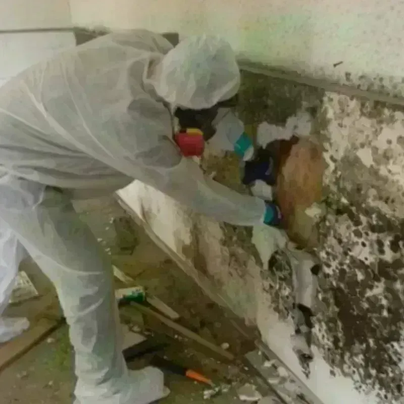 Mold Remediation and Removal in North Lewisburg, OH